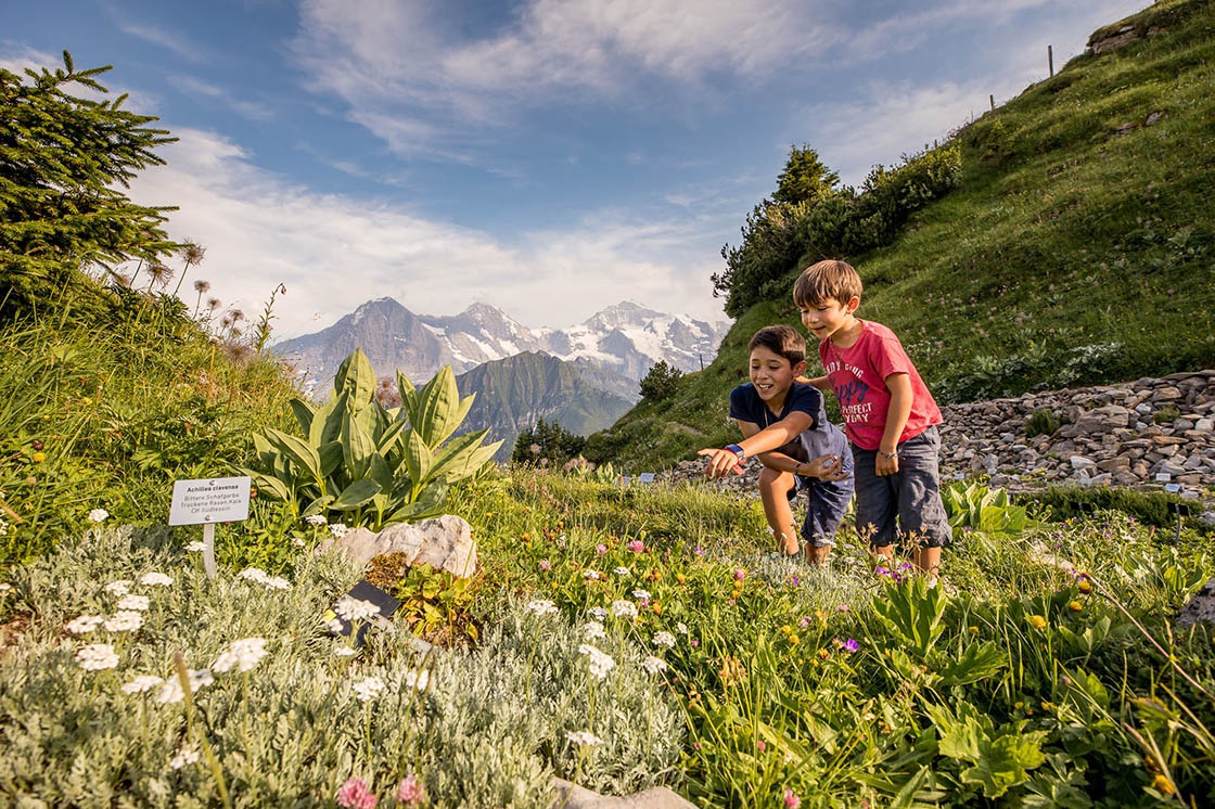 Schynige Platte